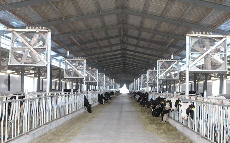 Customized 48m × 20.82m Steel Structure Cattle Shed suppliers